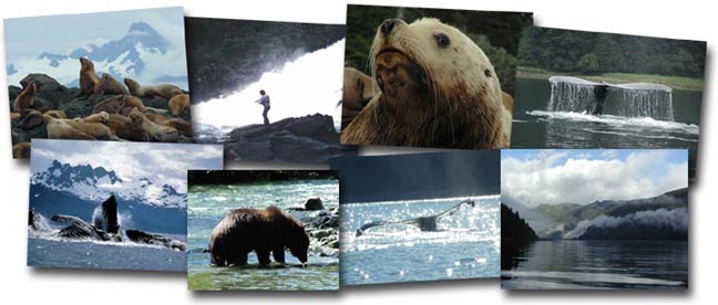 Our Wildlife Program Alaska’s Wilderness 