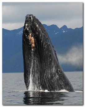 Baranof Wilderness Lodge