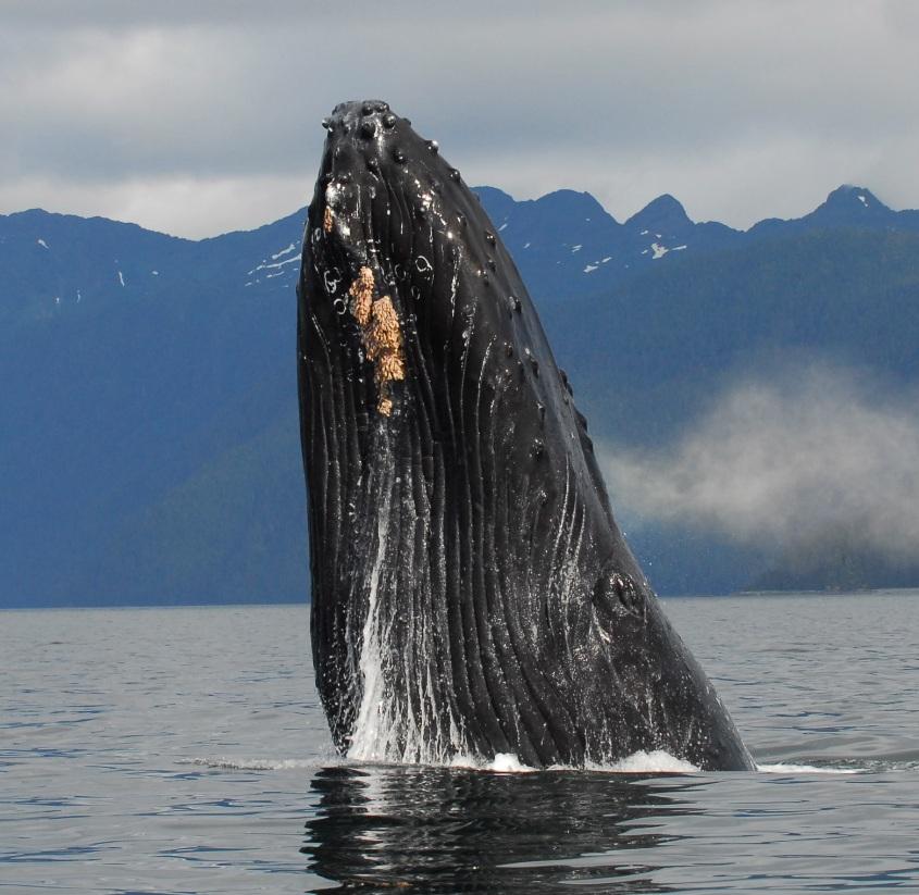 Whale Near Kelp Bay Alaska Whale Near Kelp Bay Alaska